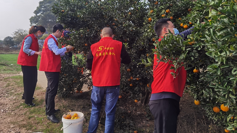 &ldquo;桔&rdquo;手之勞 暖心助農(nóng) 華都股份衢州黨支部開(kāi)展愛(ài)心公益活動(dòng)