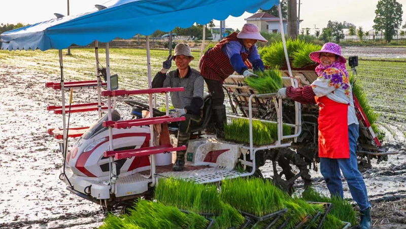 應對高溫&ldquo;烤&rdquo;驗 浙農全力保障&ldquo;三夏&rdquo;生產